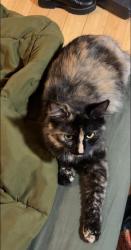 Lost Female Cat last seen Pet heaven cemetery & crematory, Gaston County, NC 28021