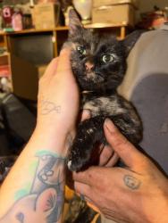 Found/Stray Female Cat last seen In my back yard with a leash and a collar and she was tangled. She was probably back there for days., Catawba, NC 28609