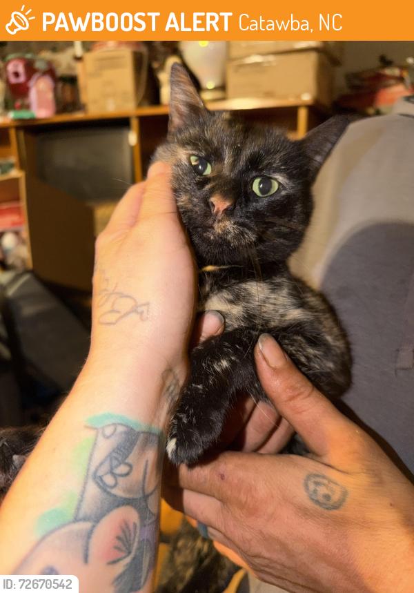 Found/Stray Female Cat last seen In my back yard with a leash and a collar and she was tangled. She was probably back there for days., Catawba, NC 28609