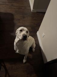 Lost Male Dog last seen Franklin blvd, Nampa, ID 83687