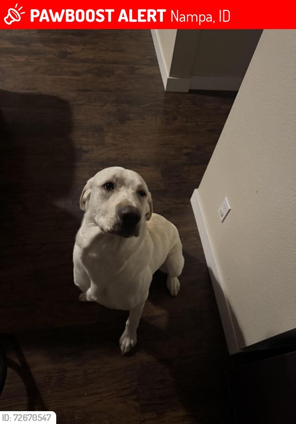 Lost Male Dog last seen Franklin blvd, Nampa, ID 83687