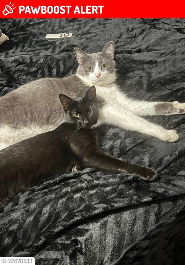 Lost Female Cat last seen Near state road , Ranchos de Taos, NM 87557