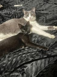 Lost Female Cat last seen Near state road , Ranchos de Taos, NM 87557