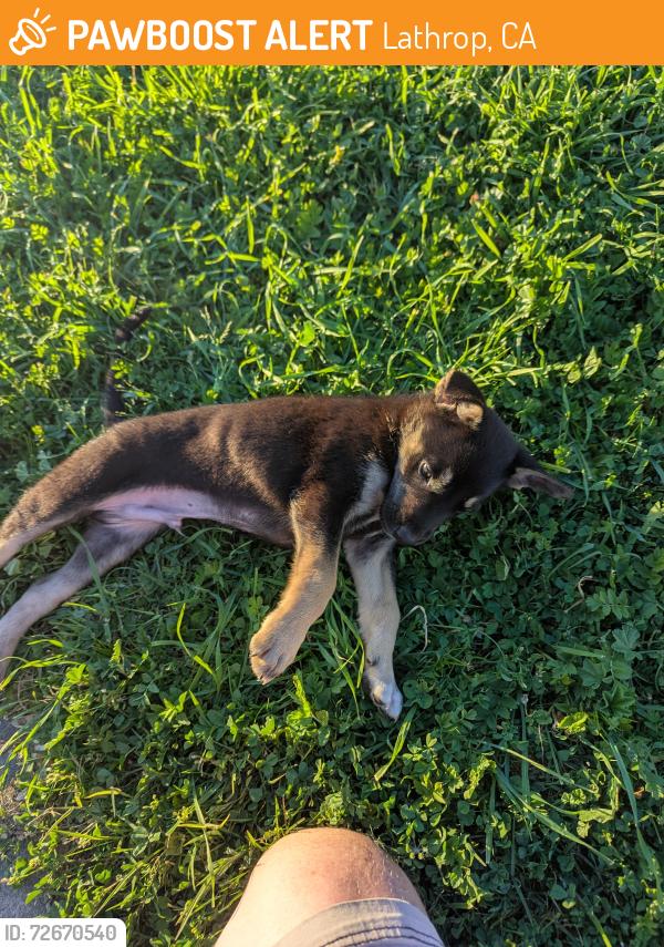 Found/Stray Male Dog last seen Walgreens parking lot, Lathrop, CA 95330
