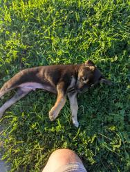 Found/Stray Male Dog last seen Walgreens parking lot, Lathrop, CA 95330