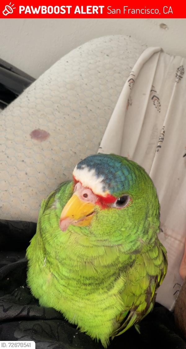 Lost Female Bird last seen Near 6th Ave, Geary and anza , San Francisco, CA 94118