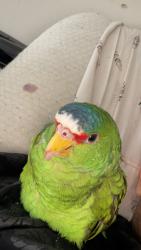 Lost Female Bird last seen Near 6th Ave, Geary and anza , San Francisco, CA 94118