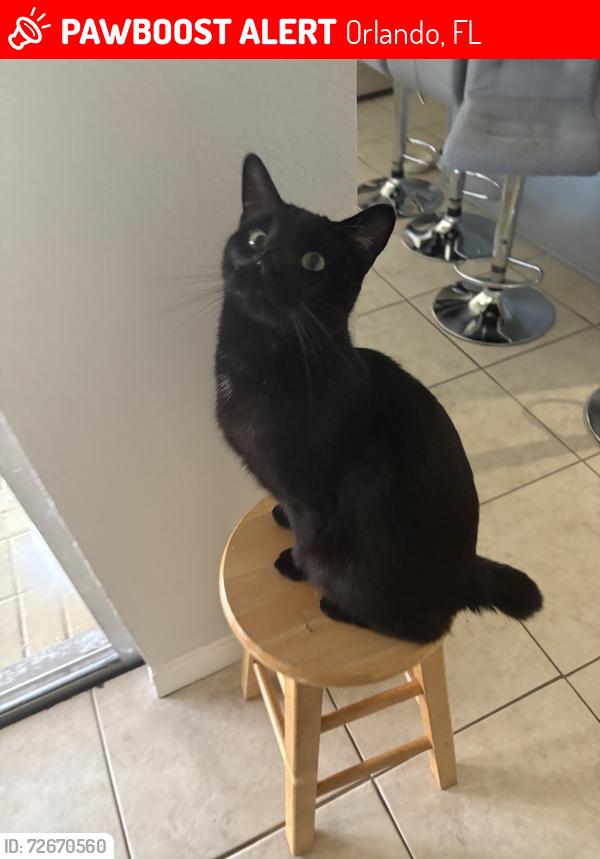 Lost Male Cat last seen Cubeb ct, Orlando, FL 32837