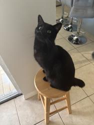 Lost Male Cat last seen Cubeb ct, Orlando, FL 32837
