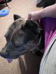 Found/Stray Female Dog last seen Elliot bridge rd, Fayetteville, NC 28311
