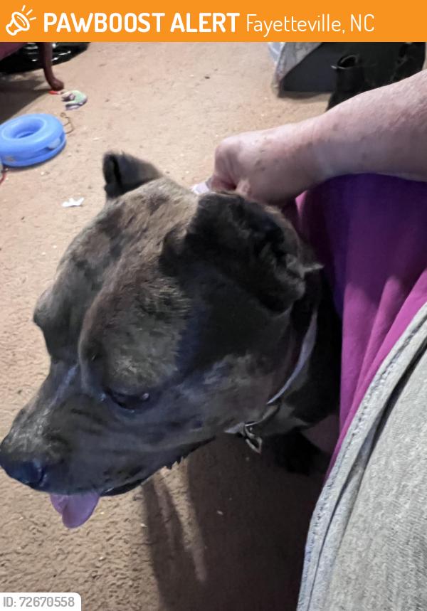 Found/Stray Female Dog last seen Elliot bridge rd, Fayetteville, NC 28311