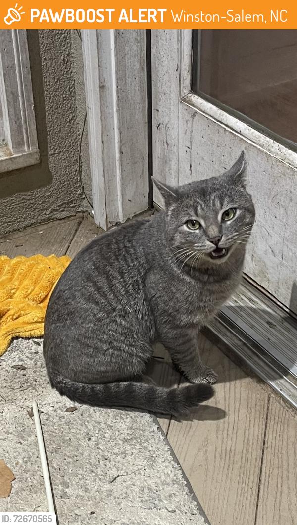 Found/Stray Male Cat last seen Peacehaven, Winston-Salem, NC 27103