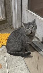 Found/Stray Male Cat last seen Peacehaven, Winston-Salem, NC 27103