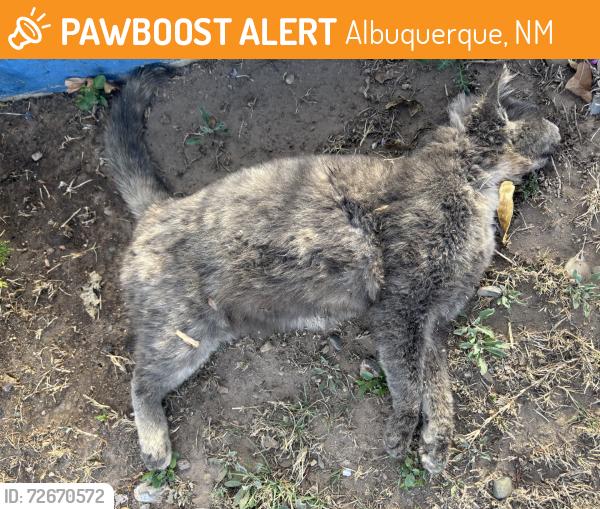 Found/Stray Female Cat last seen Isleta and camino del valle, Albuquerque, NM 87105