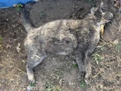 Found/Stray Female Cat last seen Isleta and camino del valle, Albuquerque, NM 87105
