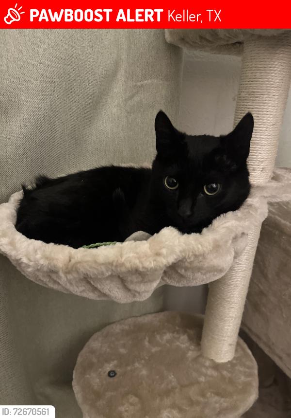 Lost Male Cat last seen Cindy street South. Neighborhood across from park, Keller, TX 76248