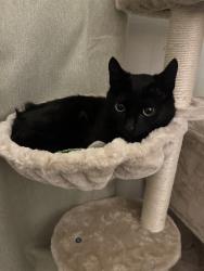 Lost Male Cat last seen Cindy street South. Neighborhood across from park, Keller, TX 76248