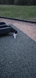 Found/Stray Unknown Cat last seen LaSalle park, Oak Ridge, TN 37830