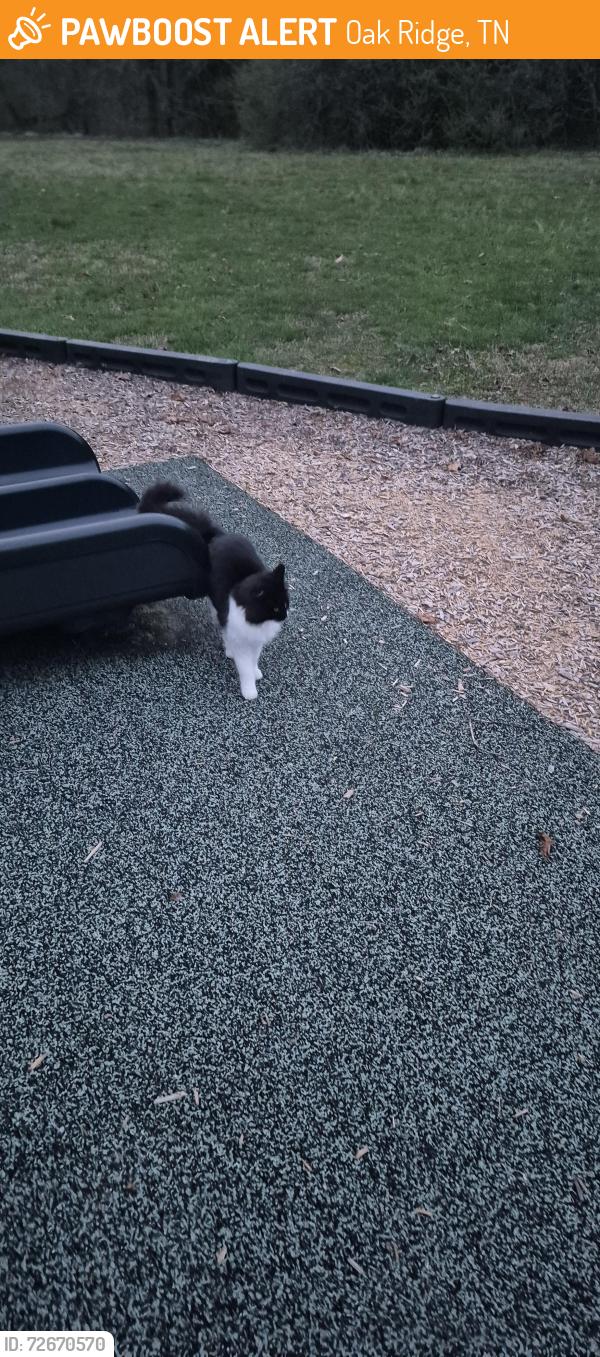 Found/Stray Unknown Cat last seen LaSalle park, Oak Ridge, TN 37830
