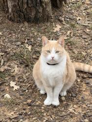 Lost Male Cat last seen Hickory creek core park, Hickory Creek, TX 75065