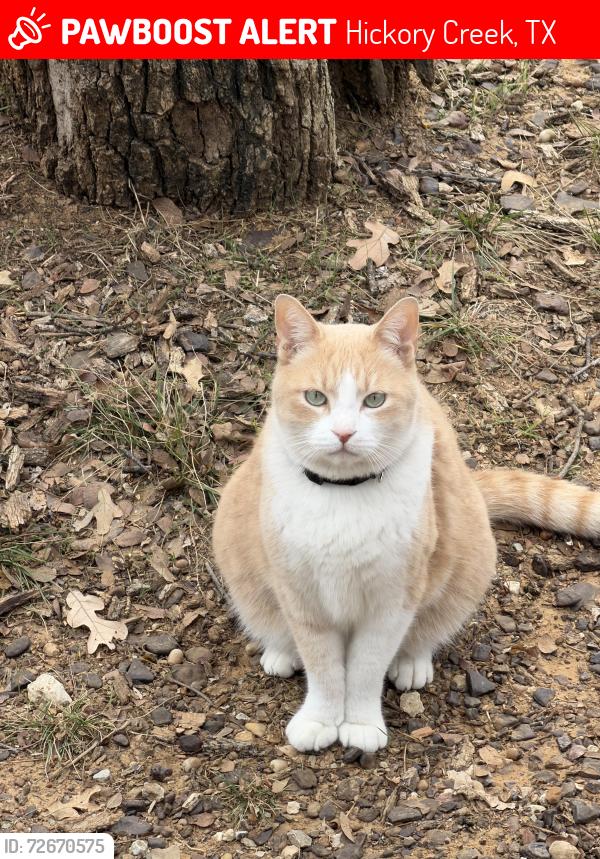 Lost Male Cat last seen Hickory creek core park, Hickory Creek, TX 75065