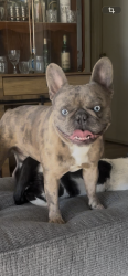 Lost Male Dog last seen Temple st and N wall ave , San Bernardino, CA 92410