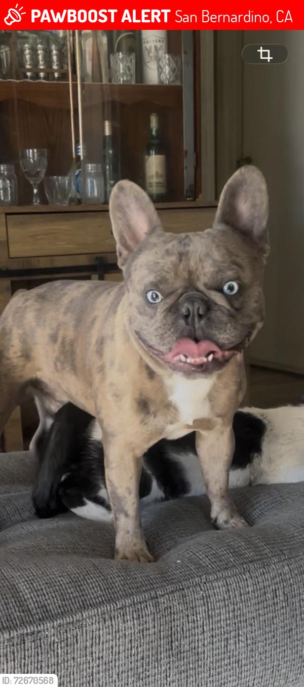Lost Male Dog last seen Temple st and N wall ave , San Bernardino, CA 92410