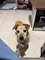 Found/Stray Male Dog last seen Near crest foods, Midwest City, OK 73110