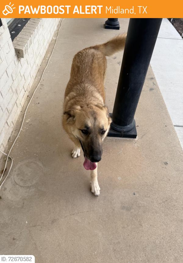 Found/Stray Female Dog last seen Ward and Shandon , Midland, TX 79705