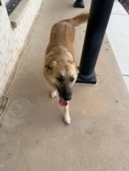 Found/Stray Female Dog last seen Ward and Shandon , Midland, TX 79705