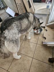 Found/Stray Female Dog last seen Between Forest Lodge and Shady Bend, Houston, TX 77070