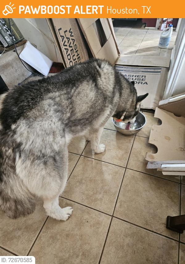 Found/Stray Female Dog last seen Between Forest Lodge and Shady Bend, Houston, TX 77070