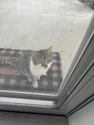 Found/Stray Male Cat last seen Near sw 117 avenue rd ocala, Marion County, FL 34481
