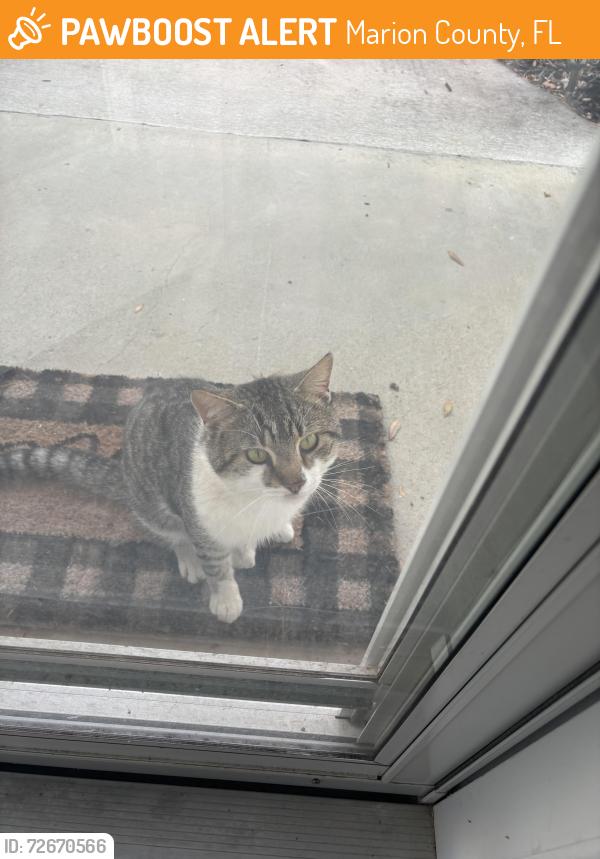 Found/Stray Male Cat last seen Near sw 117 avenue rd ocala, Marion County, FL 34481