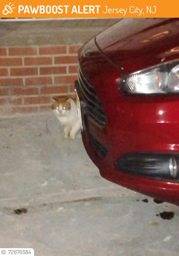 Found/Stray Unknown Cat last seen JFK and Seacaucus , Jersey City, NJ 07087
