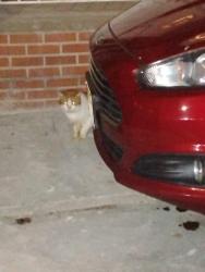 Found/Stray Unknown Cat last seen JFK and Seacaucus , Jersey City, NJ 07087