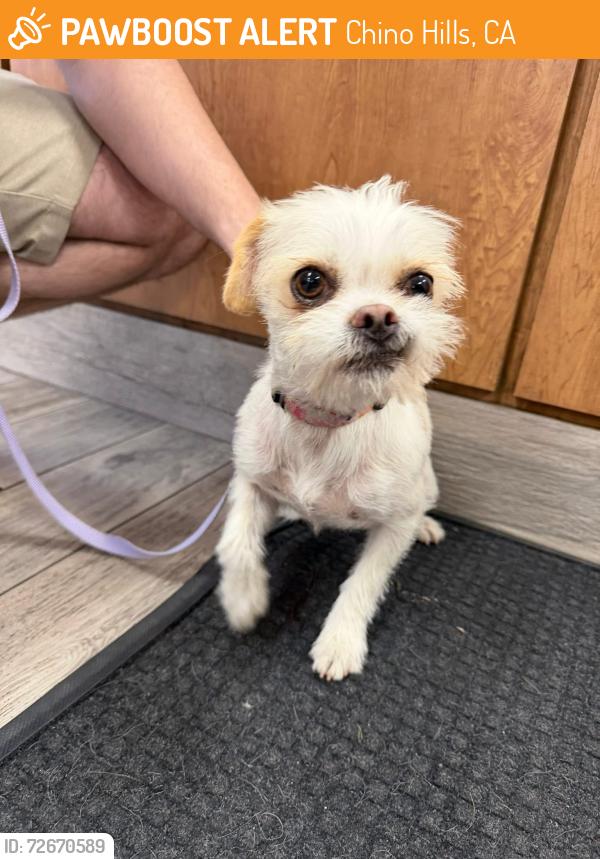 Found/Stray Male Dog last seen Pipeline & Bayberry CHINO HILLS , Chino Hills, CA 91709