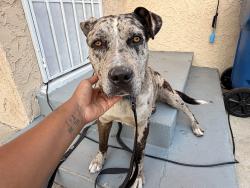 Found/Stray Female Dog last seen St. Andrew’s Park, Los Angeles, CA 90047