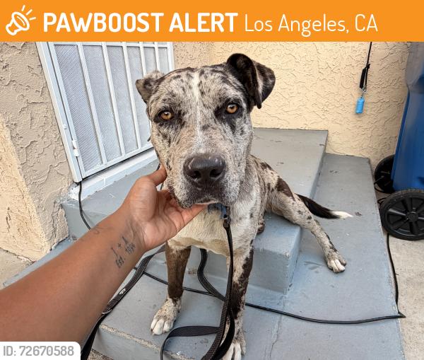 Found/Stray Female Dog last seen St. Andrew’s Park, Los Angeles, CA 90047