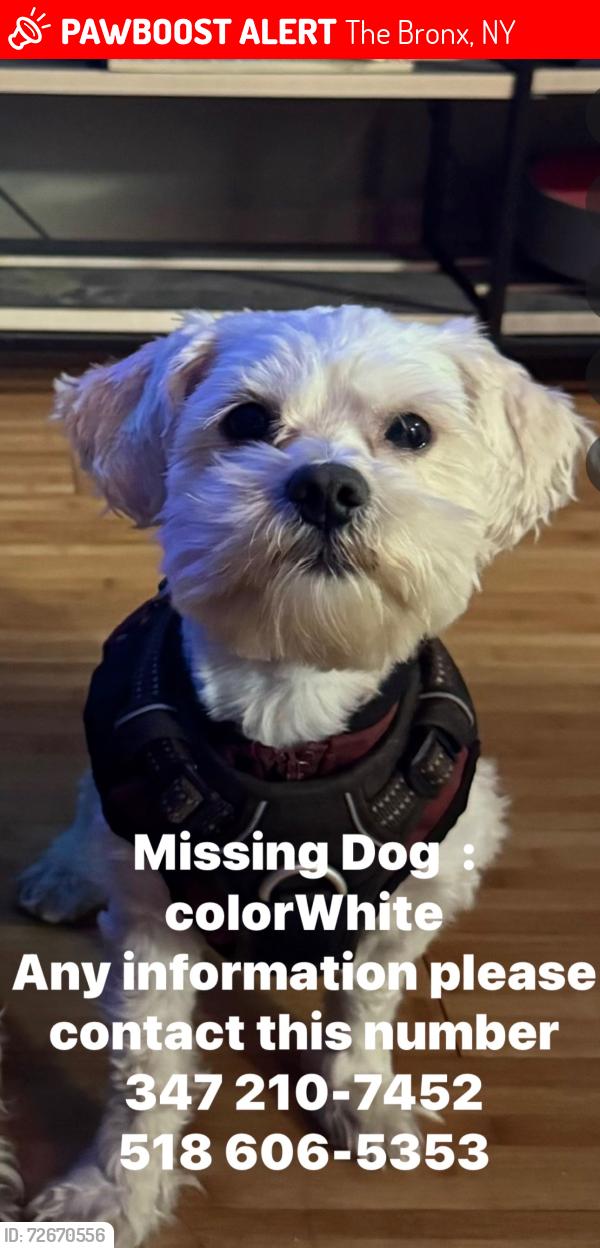Lost Male Dog last seen Bill Rainey Park, The Bronx, NY 10462