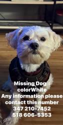 Lost Male Dog last seen Bill Rainey Park, The Bronx, NY 10462