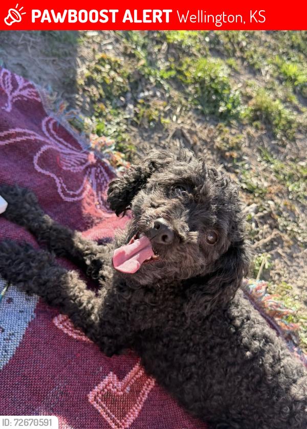 Lost Female Dog last seen 16th and Jefferson , Wellington, KS 67152
