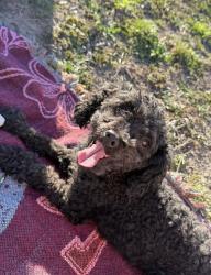 Lost Female Dog last seen 16th and Jefferson , Wellington, KS 67152