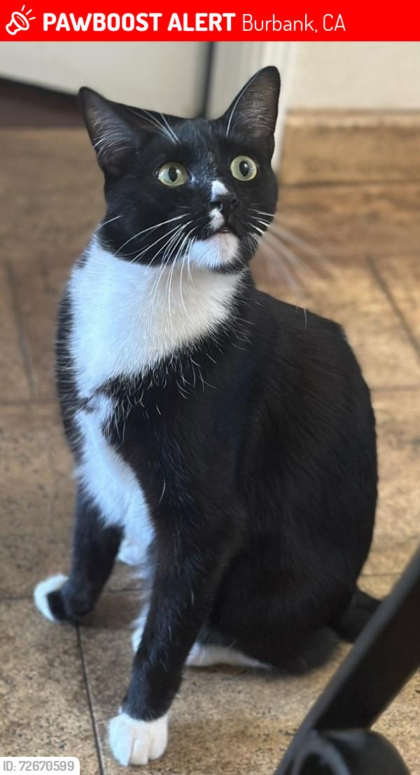 Lost Male Cat last seen Walnut Ave between Sunset Canyon & Bel Aire Dr, Burbank, CA 91501