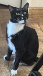 Lost Male Cat last seen Walnut Ave between Sunset Canyon & Bel Aire Dr, Burbank, CA 91501