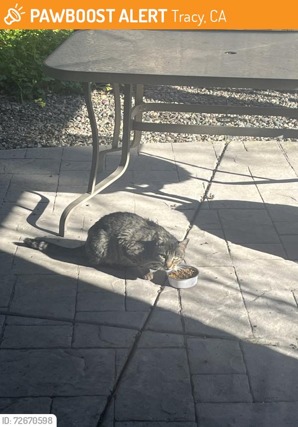 Found/Stray Male Cat last seen Near Byron Road, Tracy, CA 95377