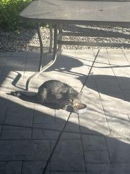 Found/Stray Male Cat last seen Near Byron Road, Tracy, CA 95377