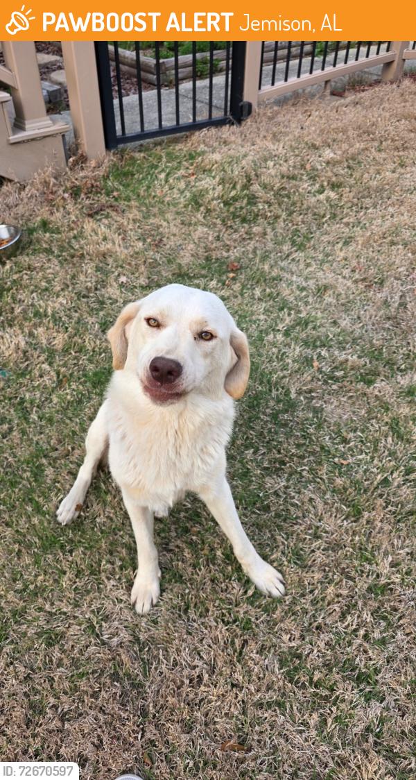 Found/Stray Female Dog last seen Near county road 42 in county road 44 Jemison AL. , Jemison, AL 35085