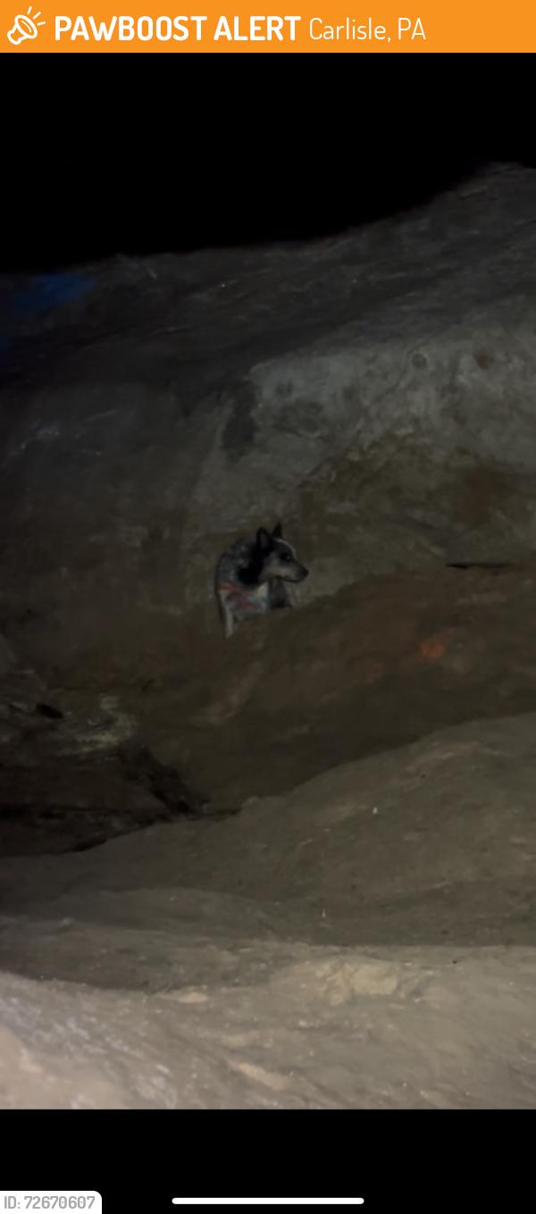 Found/Stray Unknown Dog last seen Down by the river in a cave. , Carlisle, PA 17013