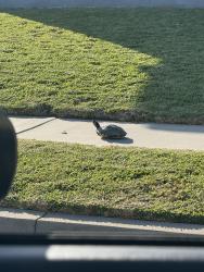 Found/Stray Unknown Reptile last seen 9th ave. near Binney St., Hacienda Heights, CA 91745